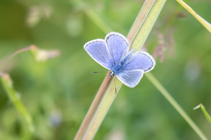 Common Blue, Churchill Meadow