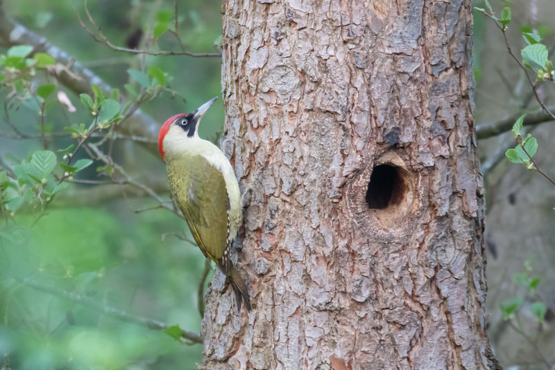 Female Green Woodpecker, Boundary Brook