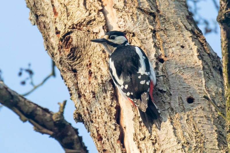 Male Great Spotted Woodpecker, Lye Valley