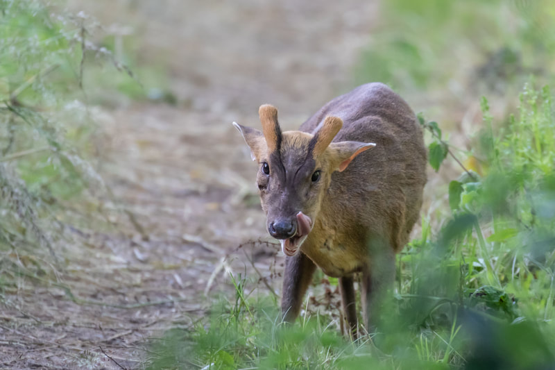 Muntjack Deer, Boundary Brook