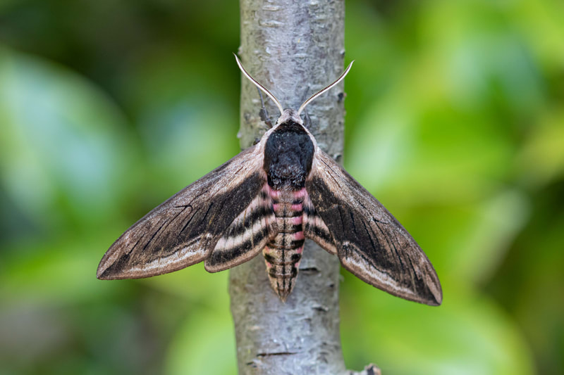 Privet Hawk Moth, Headington