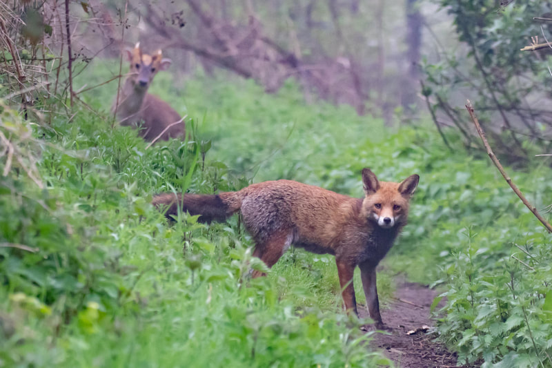 Red Fox and Muntjac Deer, Boundary Brook 