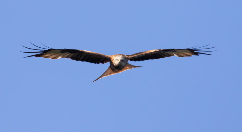 Red Kite, Lye Valley