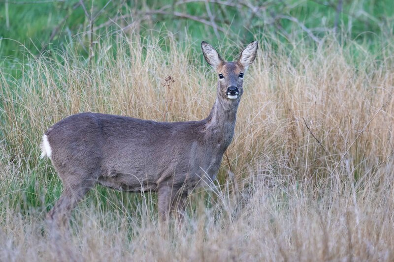 Roe Deer, Lye Valley