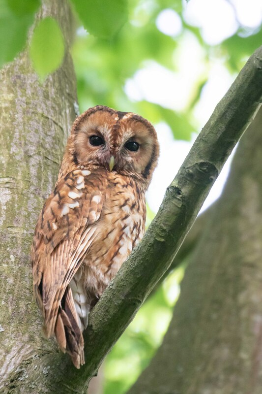 Tawny Owl, Boundary Brook
